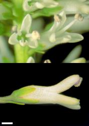 Veronica stricta var. lata. Flowers. Scale = 1 mm.
 Image: W.M. Malcolm © Te Papa CC-BY-NC 3.0 NZ